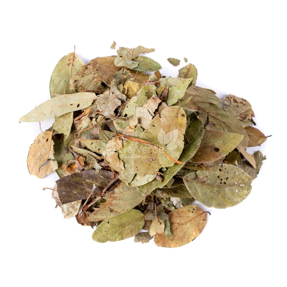 Graviola em Folha 100g - Imagem 2