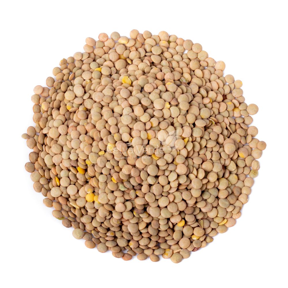 Lentilha 500g - Imagem 2