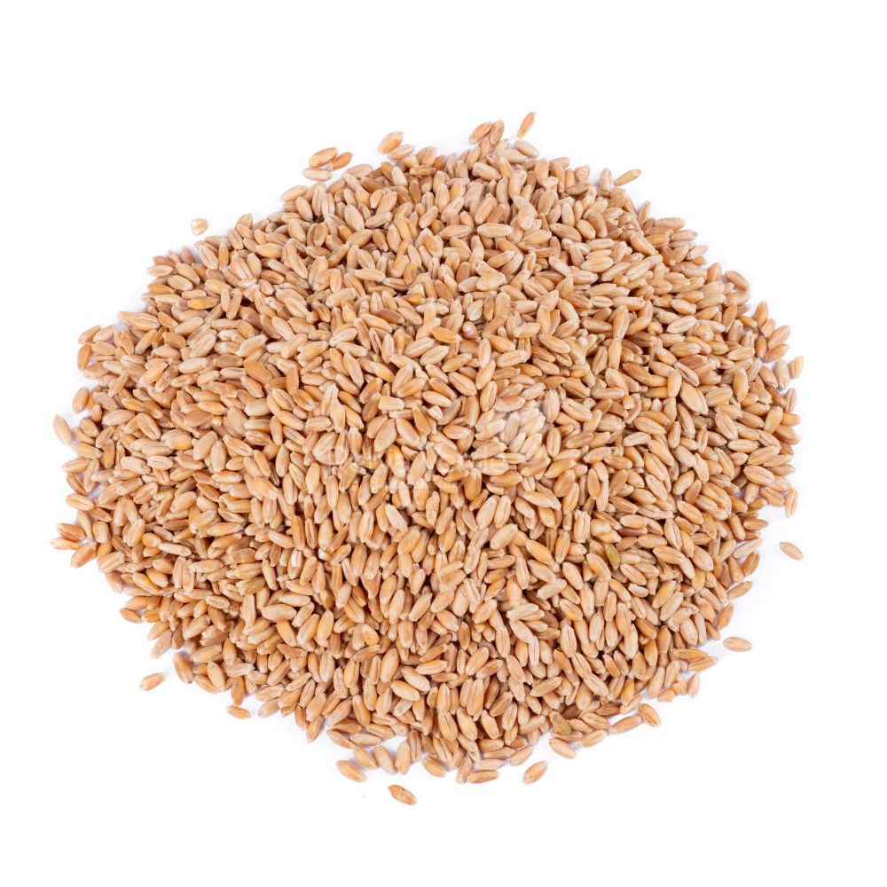 Trigo em Grão 1kg - Imagem 2