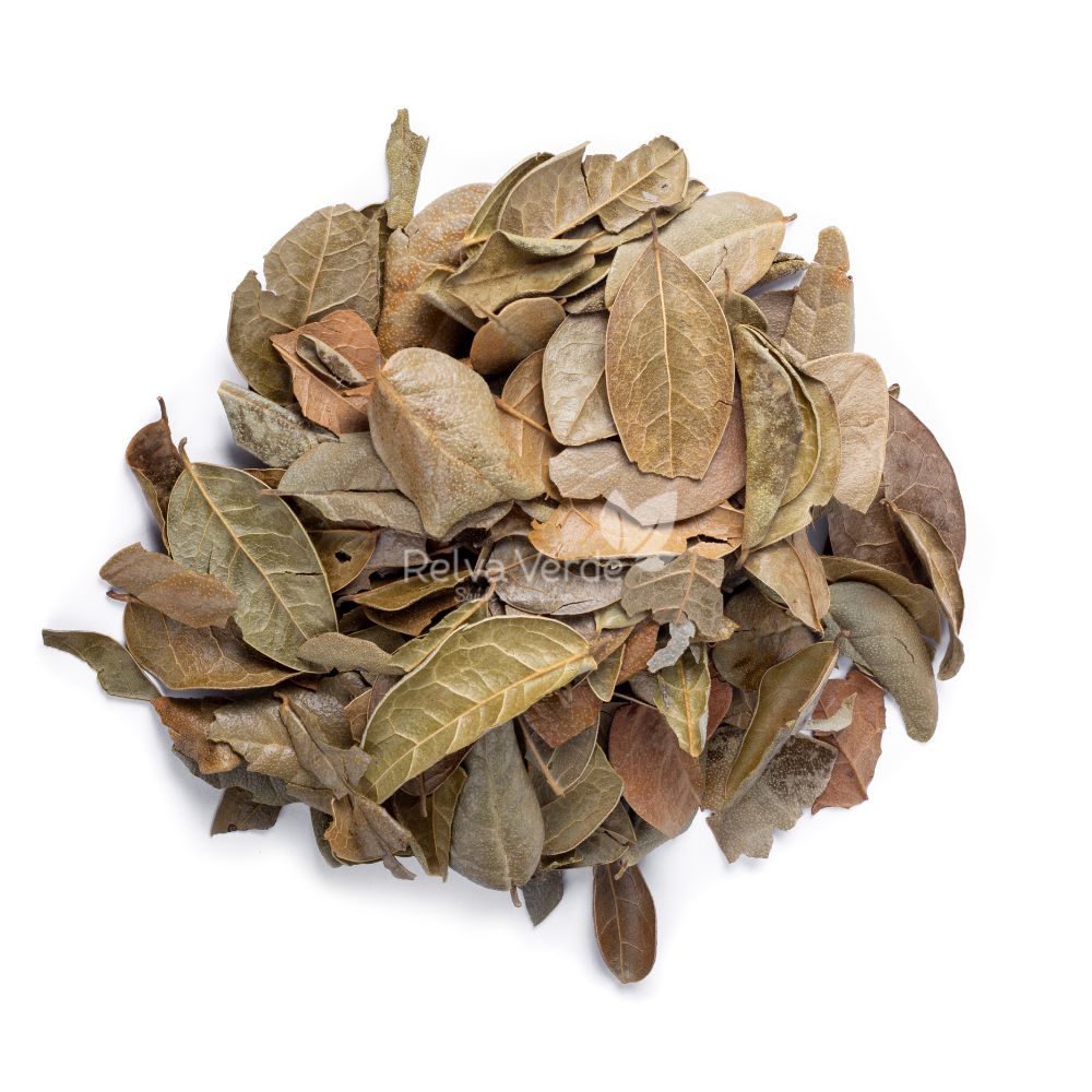 Boldo 100g - Imagem 2