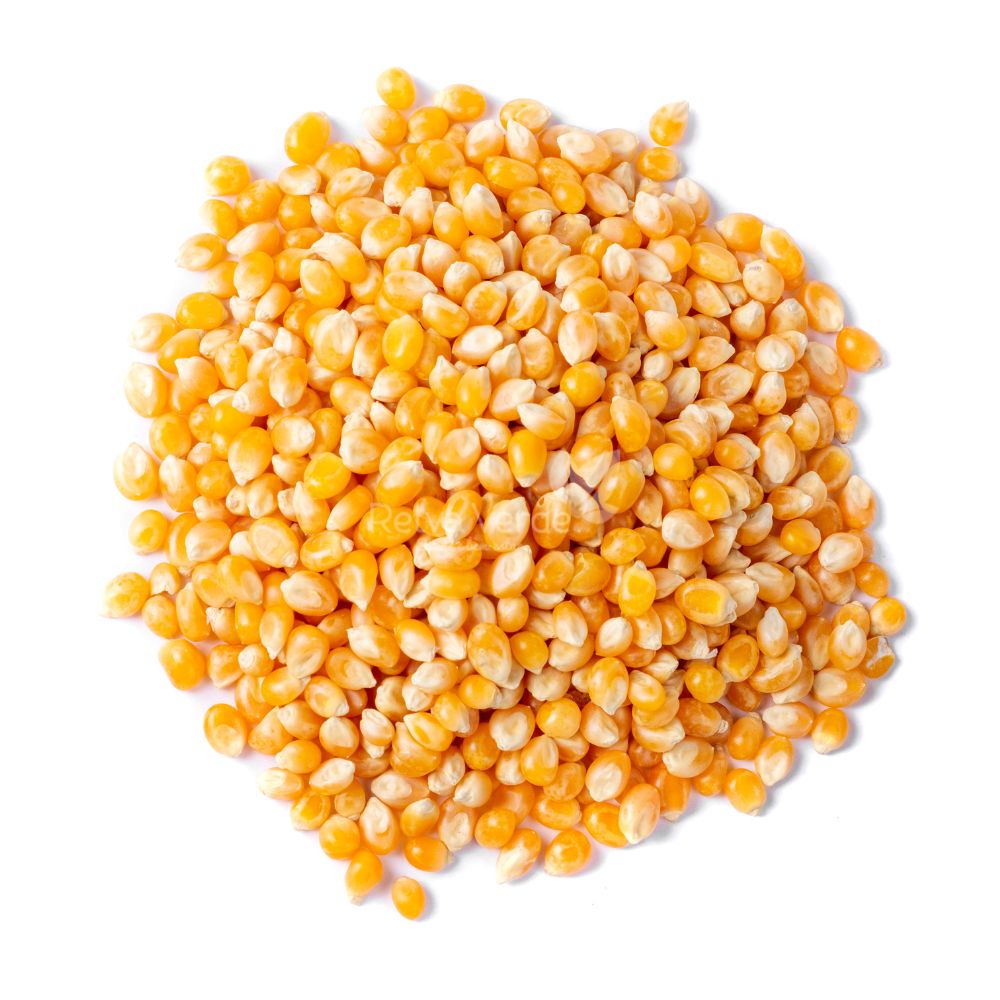 Milho de Pipoca Premium 500g - Imagem 2